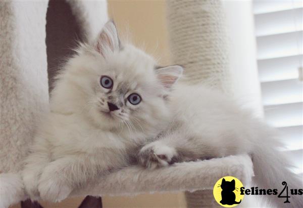 Munchkin Kitten for Sale: White Long Haired Female Munchkin kitten 3