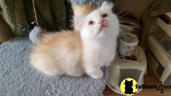 Munchkin Kitten for Sale: Munchkin Standard Girl short ...