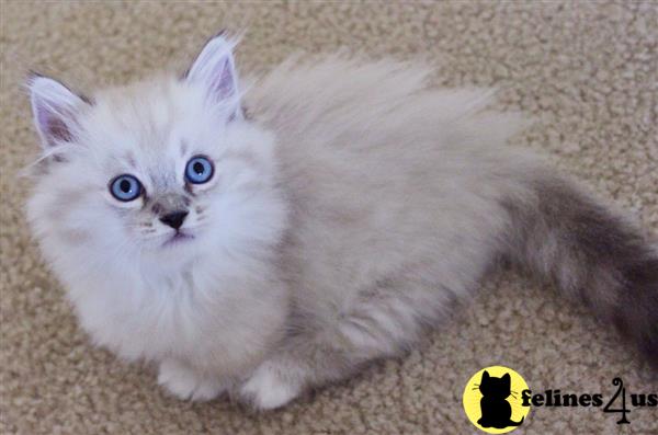 Munchkin Kitten for Sale: White Long Haired Female Munchkin kitten 3