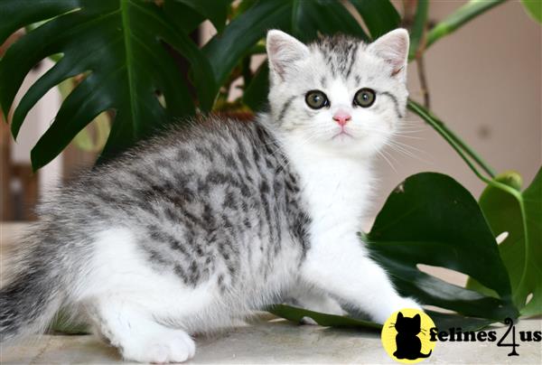 British Shorthair Kitten for Sale: Silver Bicolor 22 Weeks old