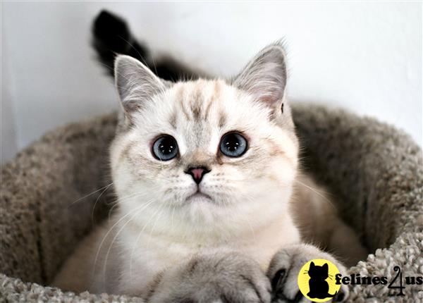 British Shorthair Kitten For Sale: Deep Blue Eyes Boy 1 3 Yrs And 11 