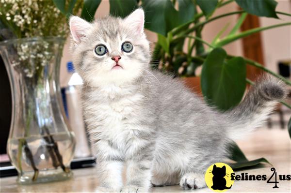 British Shorthair Kitten for Sale: Blue Golden Spotted Boy 1 2 Yrs and ...