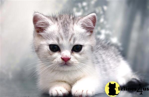 Munchkin Kitten for Sale: Super Shortie 10 Mths old