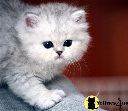 Baby Doll Faced Silver Chinchilla