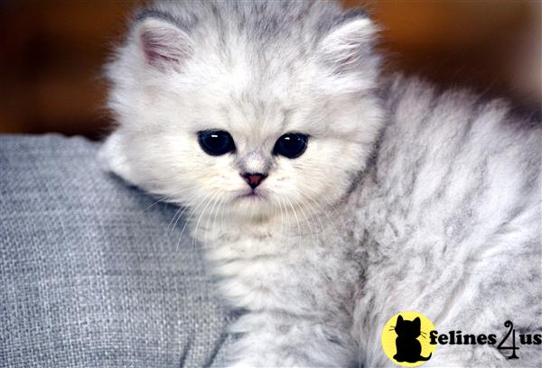 baby doll persian