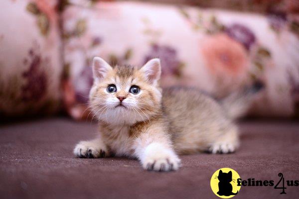 teddy british shorthair