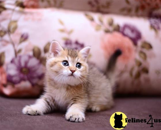 teddy british shorthair