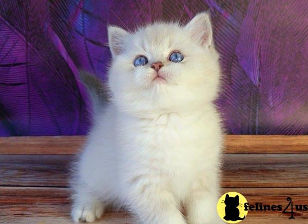 British Shorthair Kitten For Sale: Quartz 1 Yr And 4 Mths Old