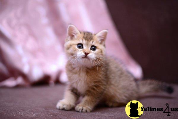 teddy british shorthair