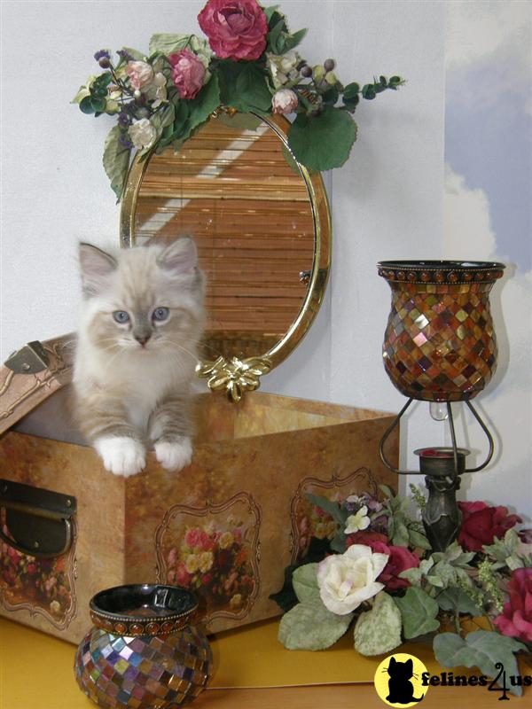 Ragdoll Kitten for Sale: Ragdoll kittens are here-spring 2012 8 Yrs and