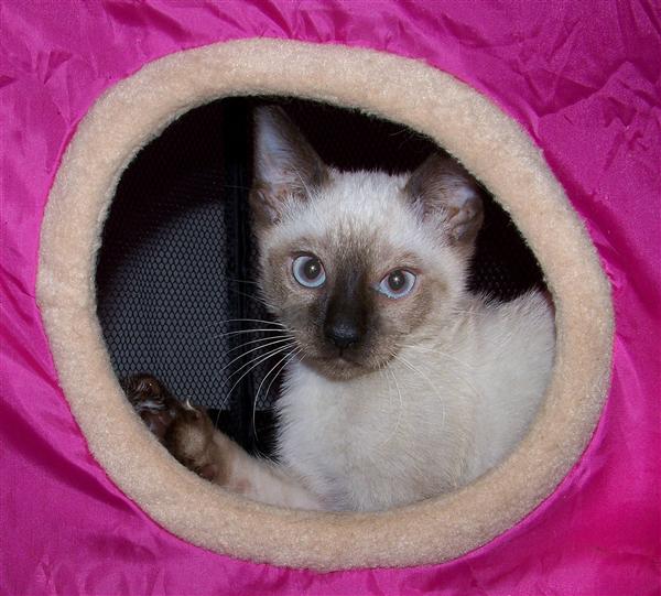 Siamese Kitten for Sale: Blue Point Siamese 12 Yrs and 5 ...