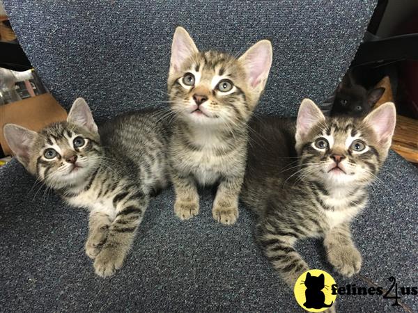 tabby kittens for sale in michigan
