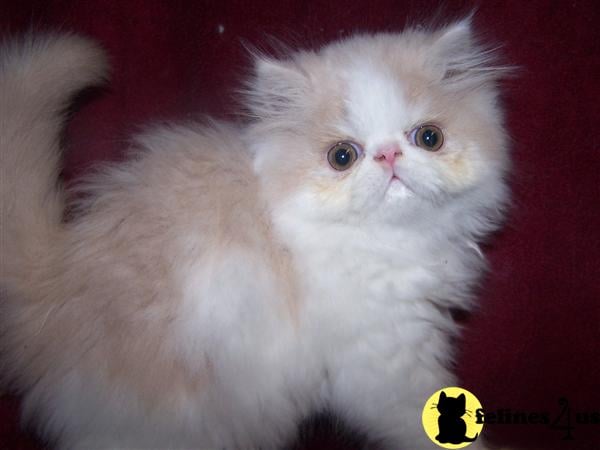 Persian Kitten for Sale: CFA PERSIAN SHOW QUALITY KITTENS 10 Yrs and 9 ...