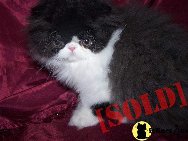 CFA SHOW QUALITY PERSIAN KITTENS