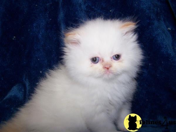 Himalayan Kitten for Sale: FLAME LYNX POINT GIRL 6 Yrs and 11 Mths old