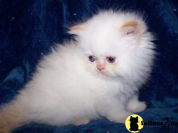 Himalayan Kitten for Sale: FLAME LYNX POINT GIRL 6 Yrs and 11 Mths old