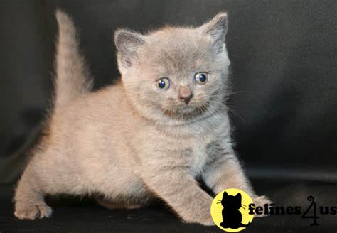 British Shorthair Kitten for Sale: Ready Now Chunky British Shorthairs