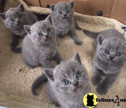 British Shorthair Kitten for Sale: British Shorthair ...