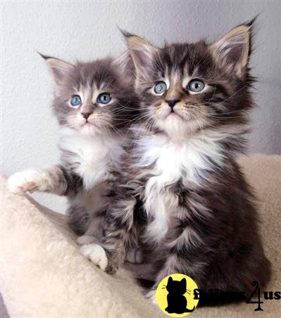 Maine Coon Kitten for Sale: Silver Mainecoon Kittens Ready Now 11 Weeks old