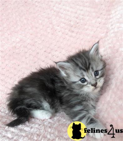 Maine Coon Kitten for Sale: Maine Coon Kittens 10 Weeks old