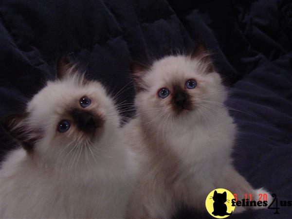 Birman Kitten for Sale: NekoNinja Have been Placed 02/12 ...