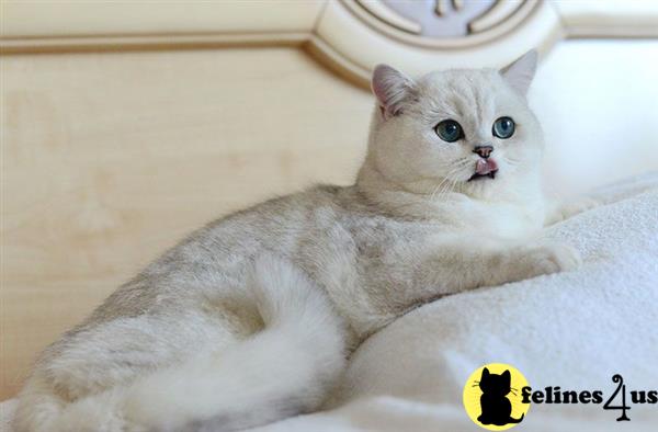 teddy british shorthair