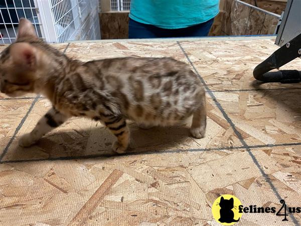 Bengal Kitten for Sale: Awesome Bengal Kittens 10 Weeks old