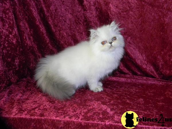 Himalayan Kitten for Sale: Blue-Lynx Point Female 10 Yrs and 4 Mths old