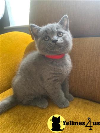 British Shorthair Kitten for Sale: British Shorthair 10 Weeks old