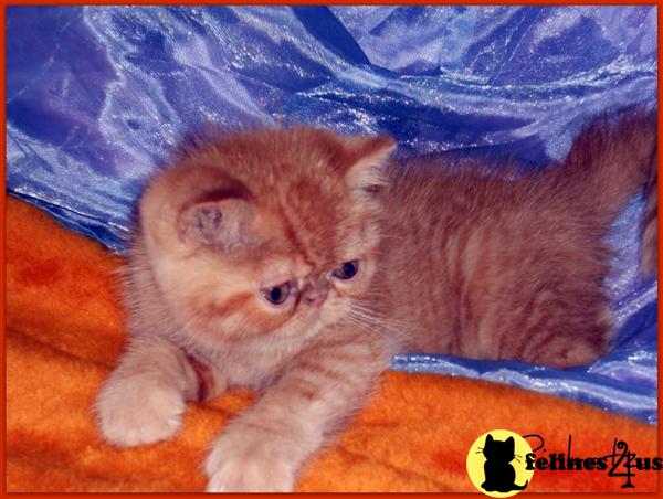 Exotic Shorthair Kitten for Sale: Exotic Short Hair PERSIAN Kittens