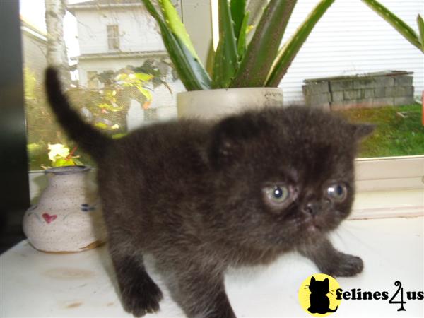 Exotic Shorthair Kitten for Sale: Exotic Short Hair ...