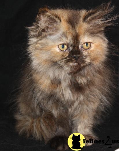 CFA Registered Persian Torti Girl