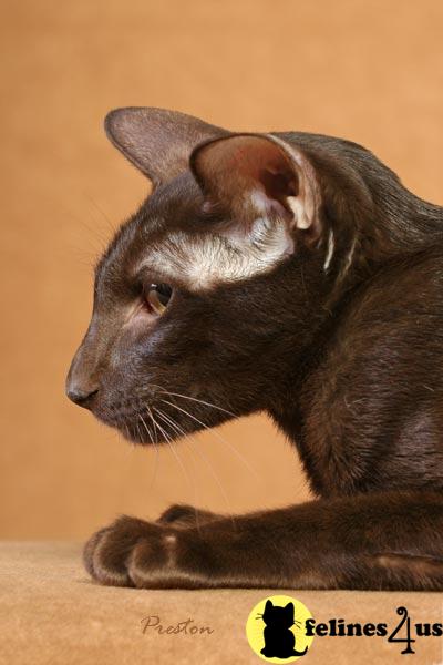 Oriental Kitten for Sale: Oriental Shorthair Kittens for Sale 12 Yrs