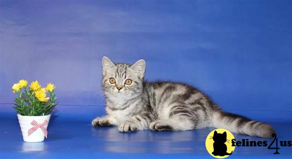 British Shorthair Kitten For Sale: British Shorthair Baby Boy Fo Sale 9 