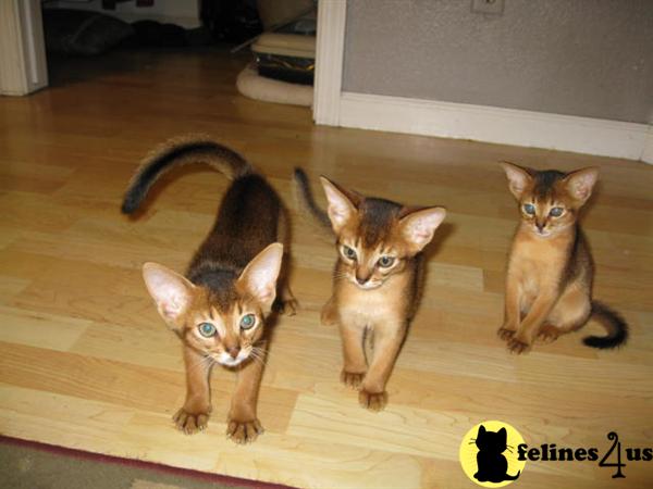 Abyssinian Kitten for Sale: ABYSSINIAN KITTENS AVAILABLE ...