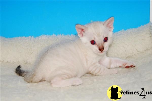 bengal-kitten-for-sale-snow-lynx-bengal-female-available-15-yrs-and-1