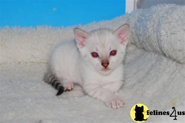 Snow Lynx Bengal Female Available