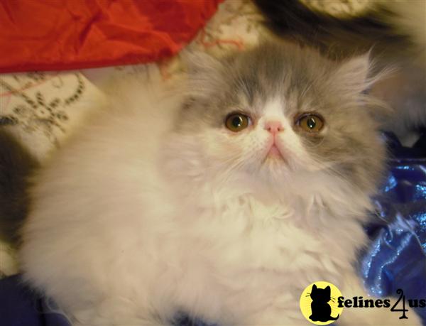 Persian Kitten for Sale: Van Blue tabby and white van persian kitten ...