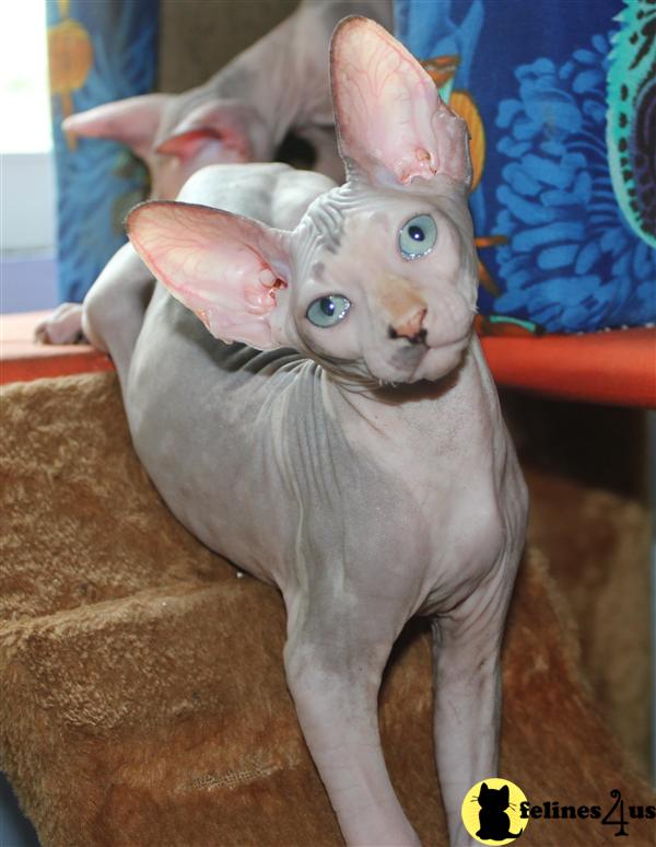 Sphynx Kitten for Sale: Beautiful Blue Tortie Mink Sphynx ...