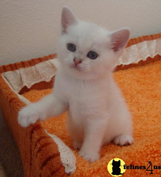 british shorthair cat plush