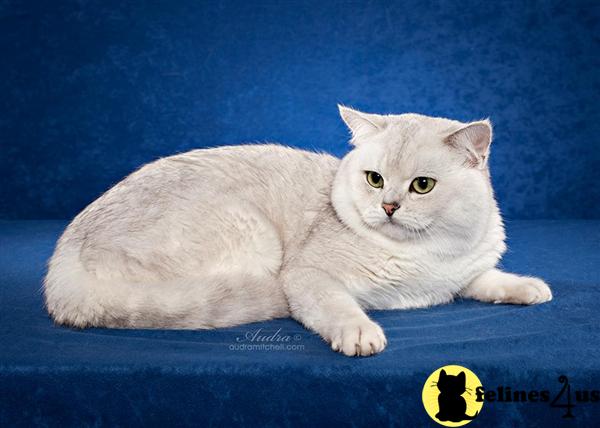 teddy british shorthair