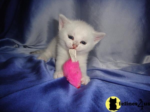 british shorthair cat plush