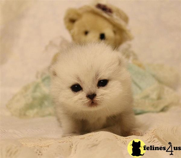 teddy british shorthair