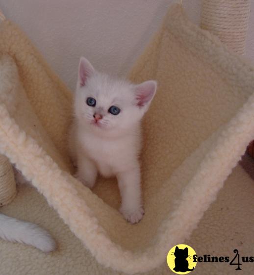 british shorthair cat plush