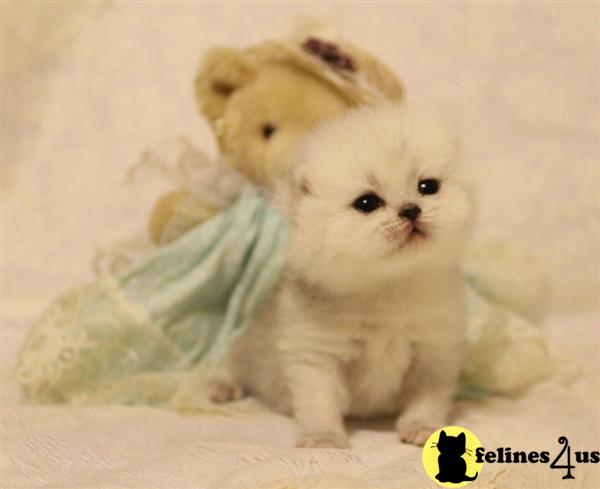 teddy british shorthair