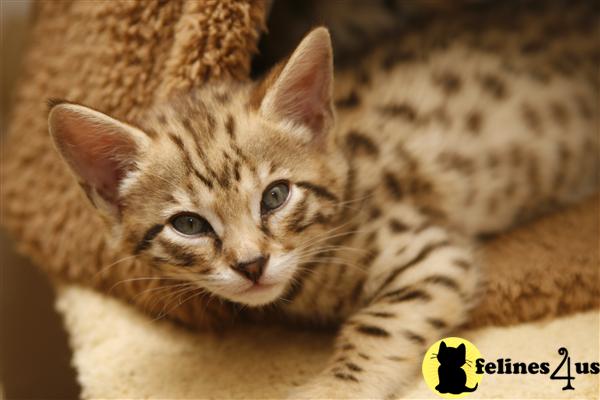 Savannah Kitten For Sale: F3 Savannah Cat Male For Sale Www.f1hybrids.c 