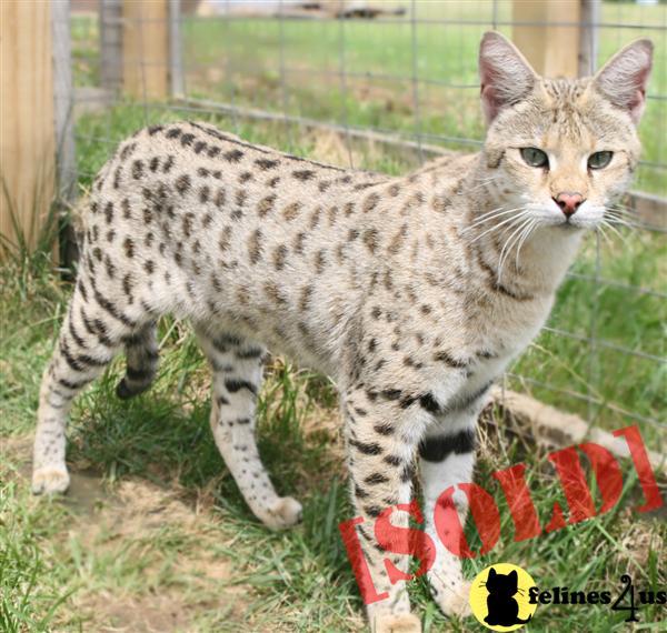 Proven F1 Savannah Cats