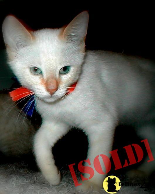 Traditional Classic Colorpoint Red Flame Lynx Point Male Kittens