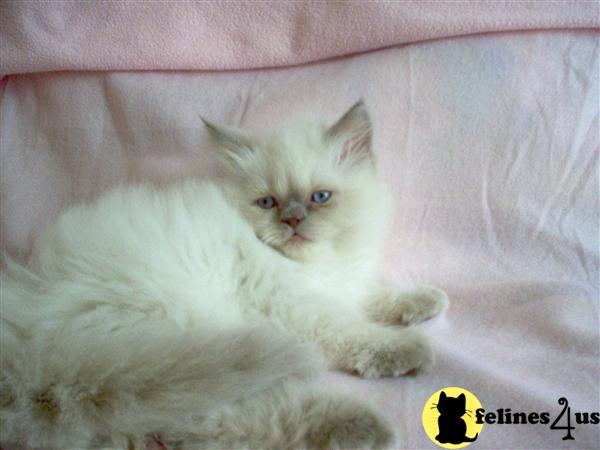 Himalayan Kitten for Sale: LILAC POINT HIMALAYAN KITTEN AVAILABLE 10