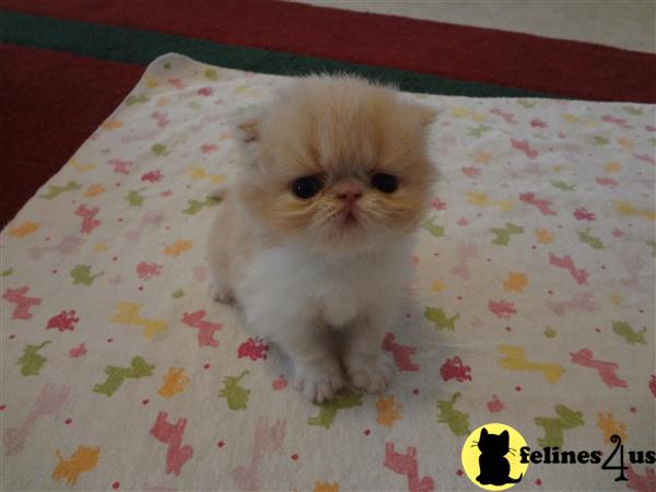 Purr Babies Persian Kittens